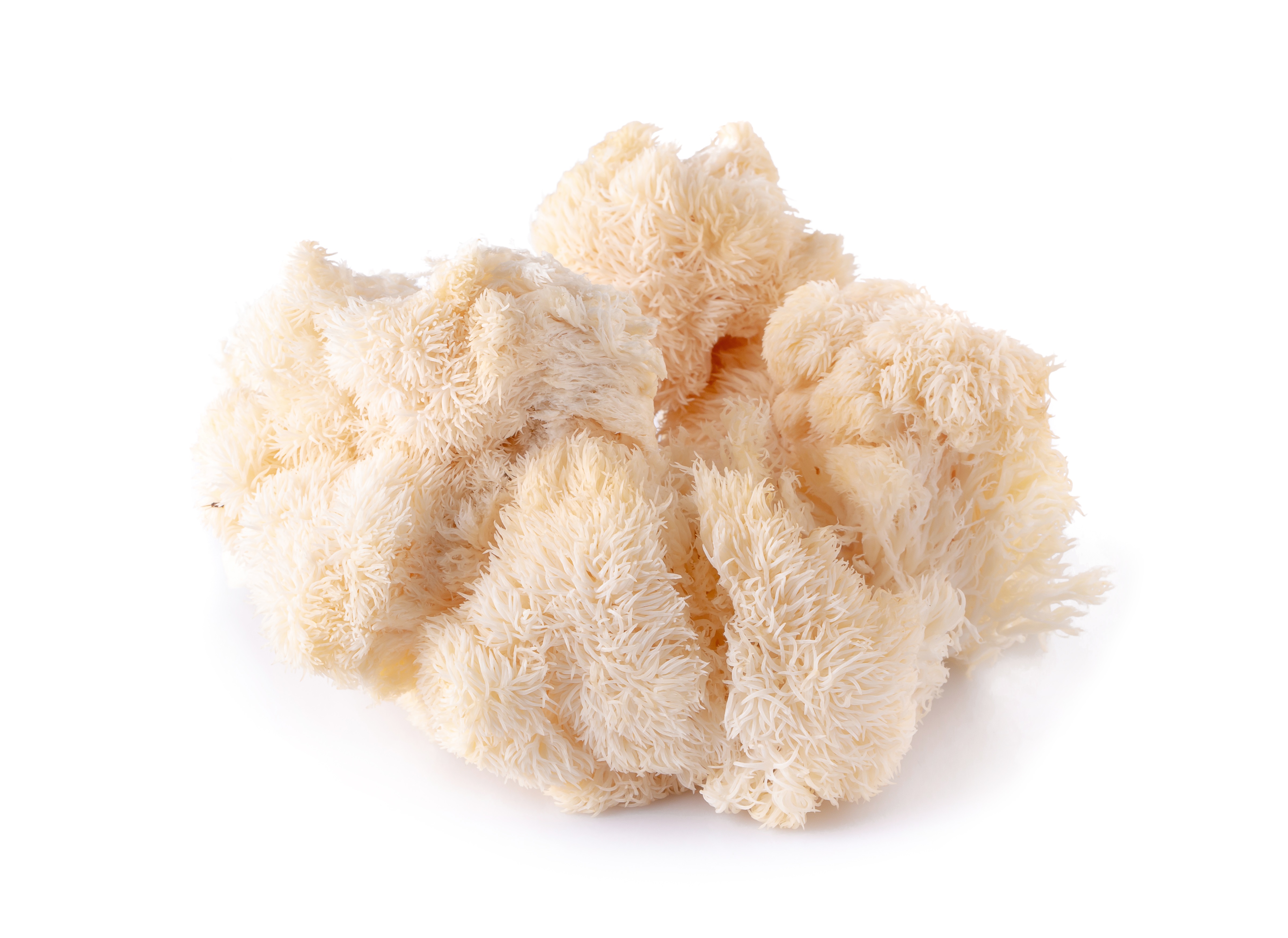 Lion's Mane, fresh, 2 kg
