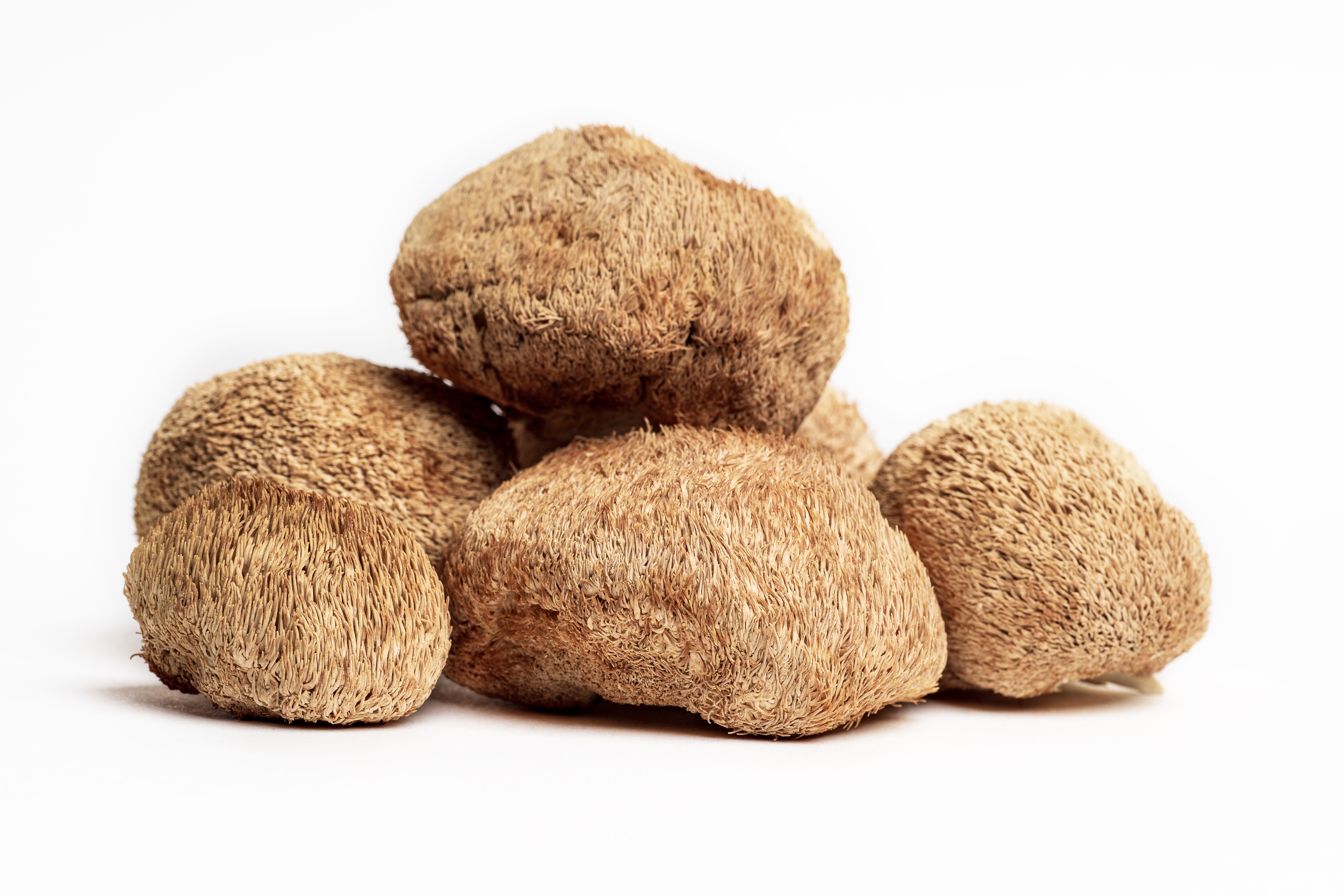 Lion's Mane, dried, 100 g